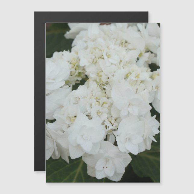 An enchanting wedding gown hydrangea magnetic invitation (Front/Back)