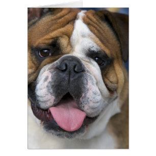 An english bulldog in Belgium.