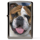 An english bulldog in Belgium.
