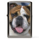 An english bulldog in Belgium.