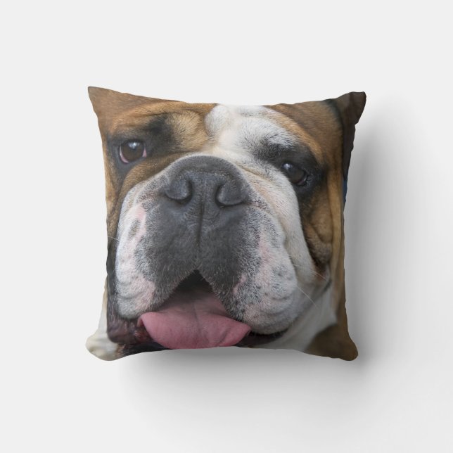 An english bulldog in Belgium Cushion (Front)