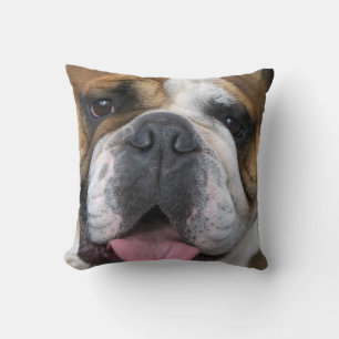 An english bulldog in Belgium. Cushion