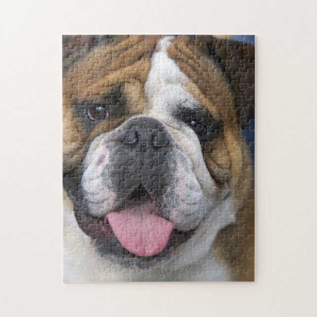 An english bulldog in Belgium Jigsaw Puzzle (Vertical)