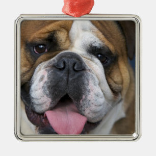 An english bulldog in Belgium. Metal Tree Decoration