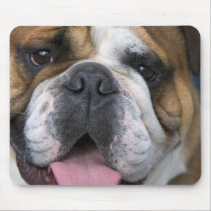 An english bulldog in Belgium. Mouse Pad