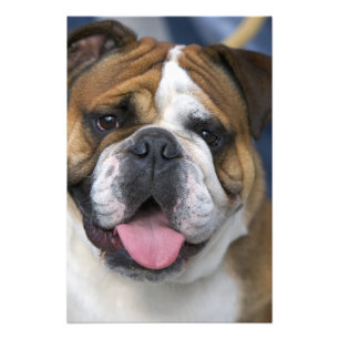 An english bulldog in Belgium. Photo Print