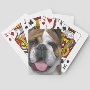 An english bulldog in Belgium. Playing Cards