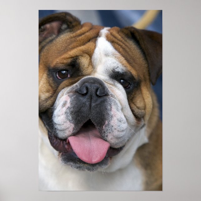 An english bulldog in Belgium. Poster (Front)