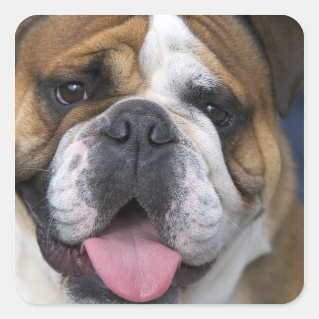 An english bulldog in Belgium. Square Sticker (Front)