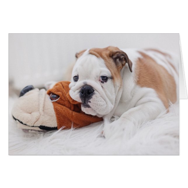 An English Bulldog Puppy Playing With A Bulldog (Front Horizontal)