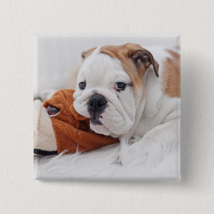An English Bulldog Puppy Playing With A Bulldog 15 Cm Square Badge