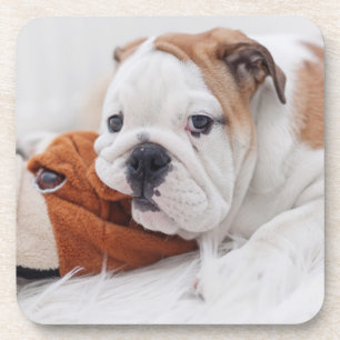 An English Bulldog Puppy Playing With A Bulldog Coaster