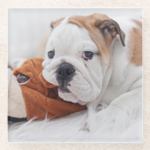 An English Bulldog Puppy Playing With A Bulldog Glass Coaster