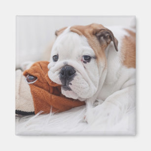 An English Bulldog Puppy Playing With A Bulldog Magnet