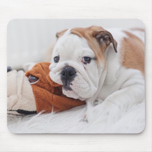 An English Bulldog Puppy Playing With A Bulldog Mouse Pad (Front)