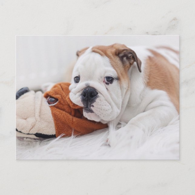An English Bulldog Puppy Playing With A Bulldog Postcard (Front)