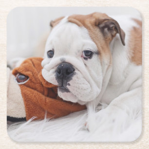 An English Bulldog Puppy Playing With A Bulldog Square Paper Coaster