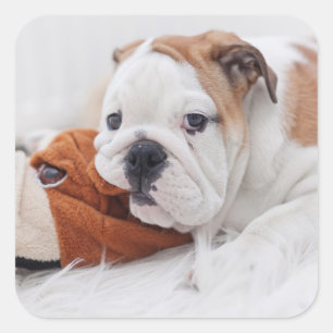 An English Bulldog Puppy Playing With A Bulldog Square Sticker