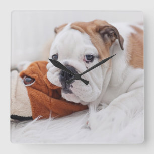 An English Bulldog Puppy Playing With A Bulldog Square Wall Clock