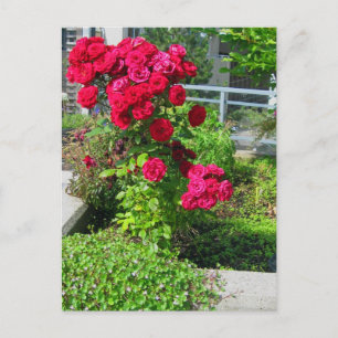 An Explosion of Roses Postcard