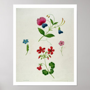 An illustration from 'A New Treatise on Flower Pai Poster