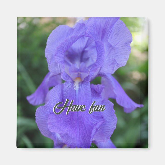 An Impish Iris Delicate Purple  Dancer   Magnet (Front)