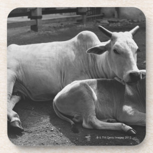 An Indian cow and its calf  lying in a farmyard Coaster