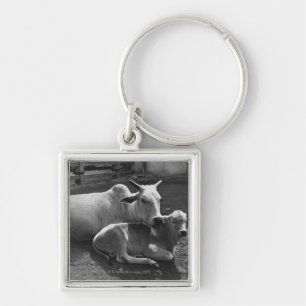 An Indian cow and its calf lying in a farmyard Key Ring