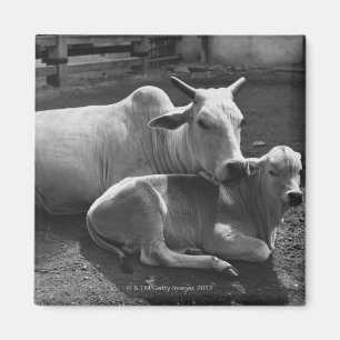 An Indian cow and its calf lying in a farmyard Magnet