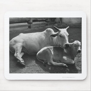 An Indian cow and its calf lying in a farmyard Mouse Pad