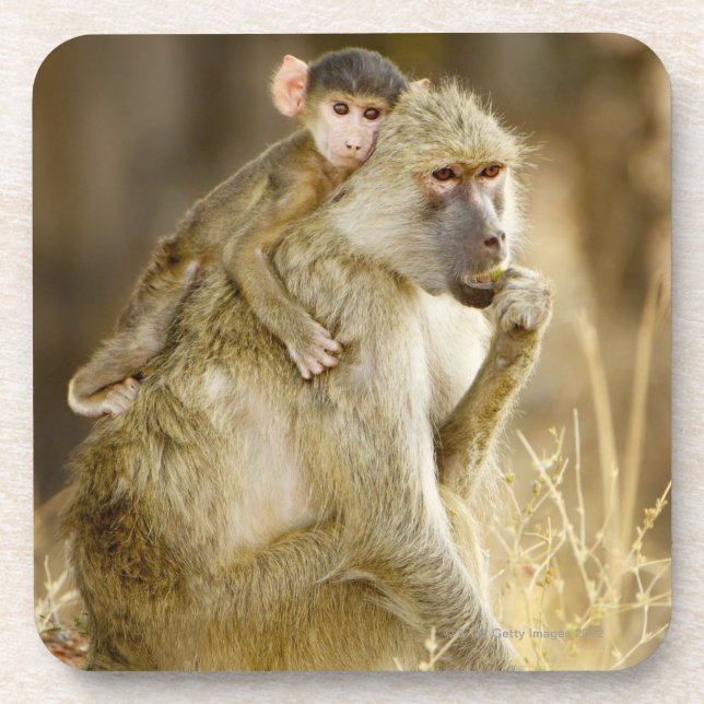 An infant Yellow Baboon(Papio Coaster (Front)