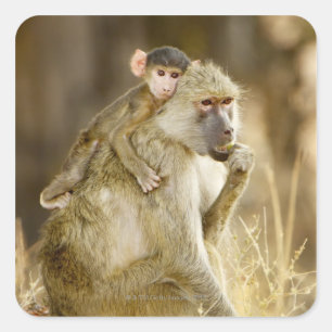An infant Yellow Baboon(Papio Square Sticker