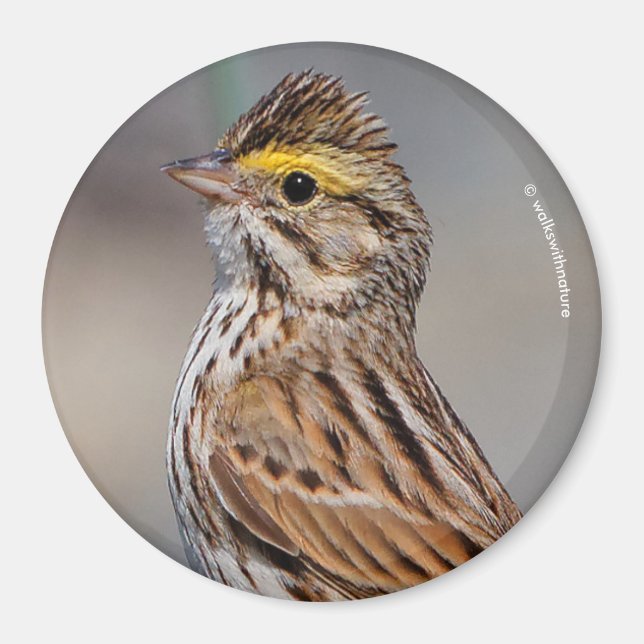 An Inquisitive Savannah Sparrow Magnet (Front)