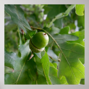 an oak fruit poster