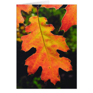 An Oak Leaf in Six Rivers National Forrest