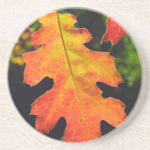 An Oak Leaf in Six Rivers National Forrest Coaster