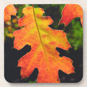 An Oak Leaf in Six Rivers National Forrest Coaster