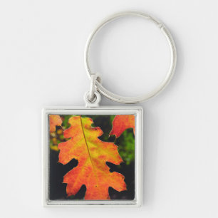 An Oak Leaf in Six Rivers National Forrest Key Ring
