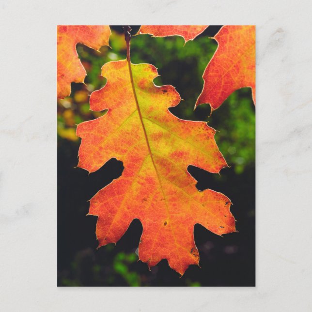 An Oak Leaf in Six Rivers National Forrest Postcard (Front)