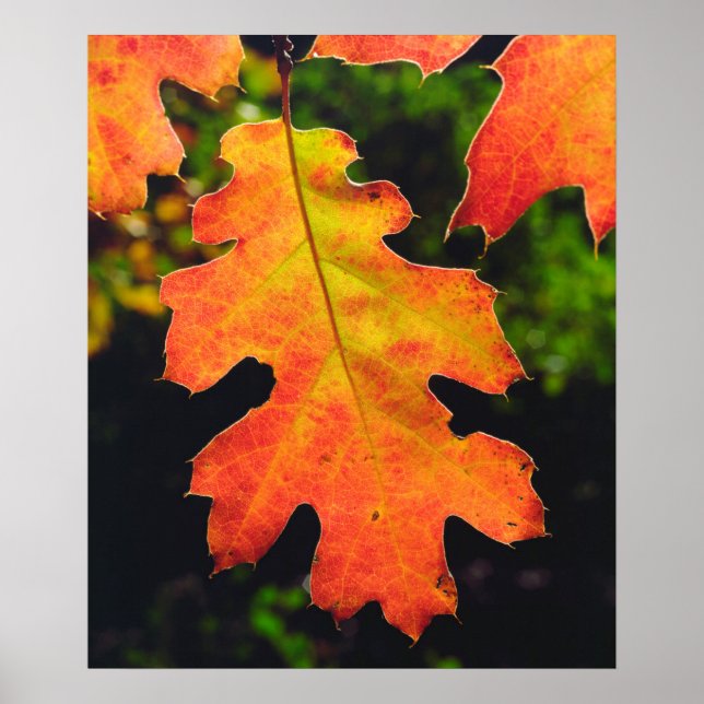 An Oak Leaf in Six Rivers National Forrest Poster (Front)
