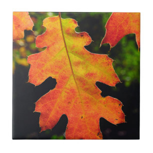 An Oak Leaf in Six Rivers National Forrest Tile