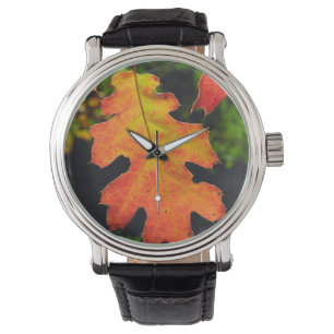 An Oak Leaf in Six Rivers National Forrest Watch
