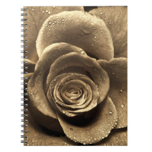 An old-fashioned rose close up, wet with water dro notebook