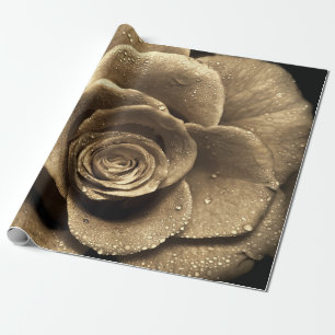 An old-fashioned rose close up, wet with water dro wrapping paper
