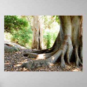 An Old Grand Tree Poster