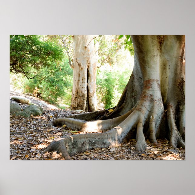 An Old Grand Tree Poster (Front)