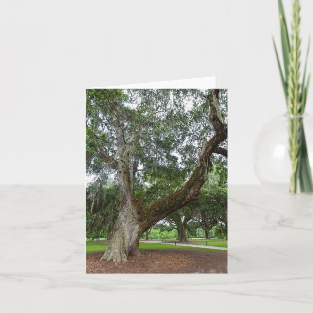 An Old Oak Tree Card (Front)