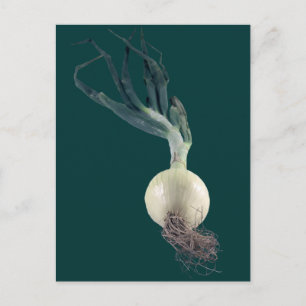 An Onion Postcard