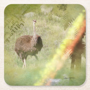 An Ostrich's Life Square Paper Coaster
