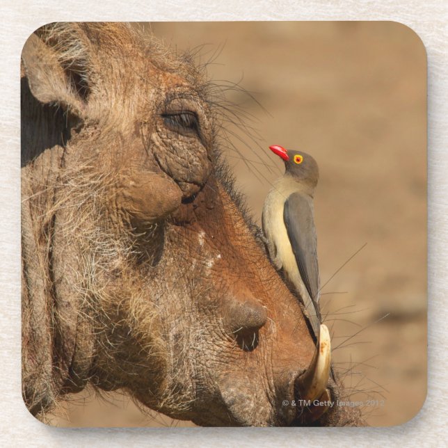 An Oxpecker on a warthogs snout, Isimangaliso, Coaster (Front)